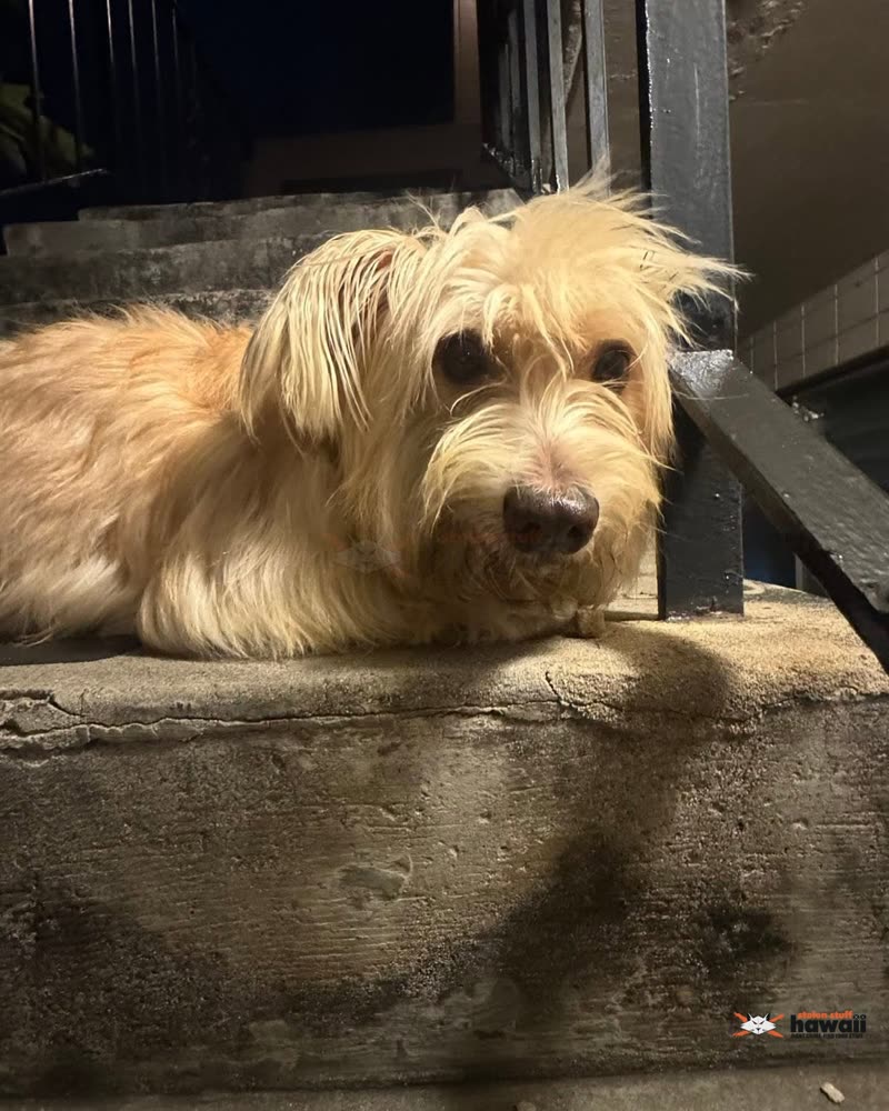 FOUND PET - Oahu | SSH Search