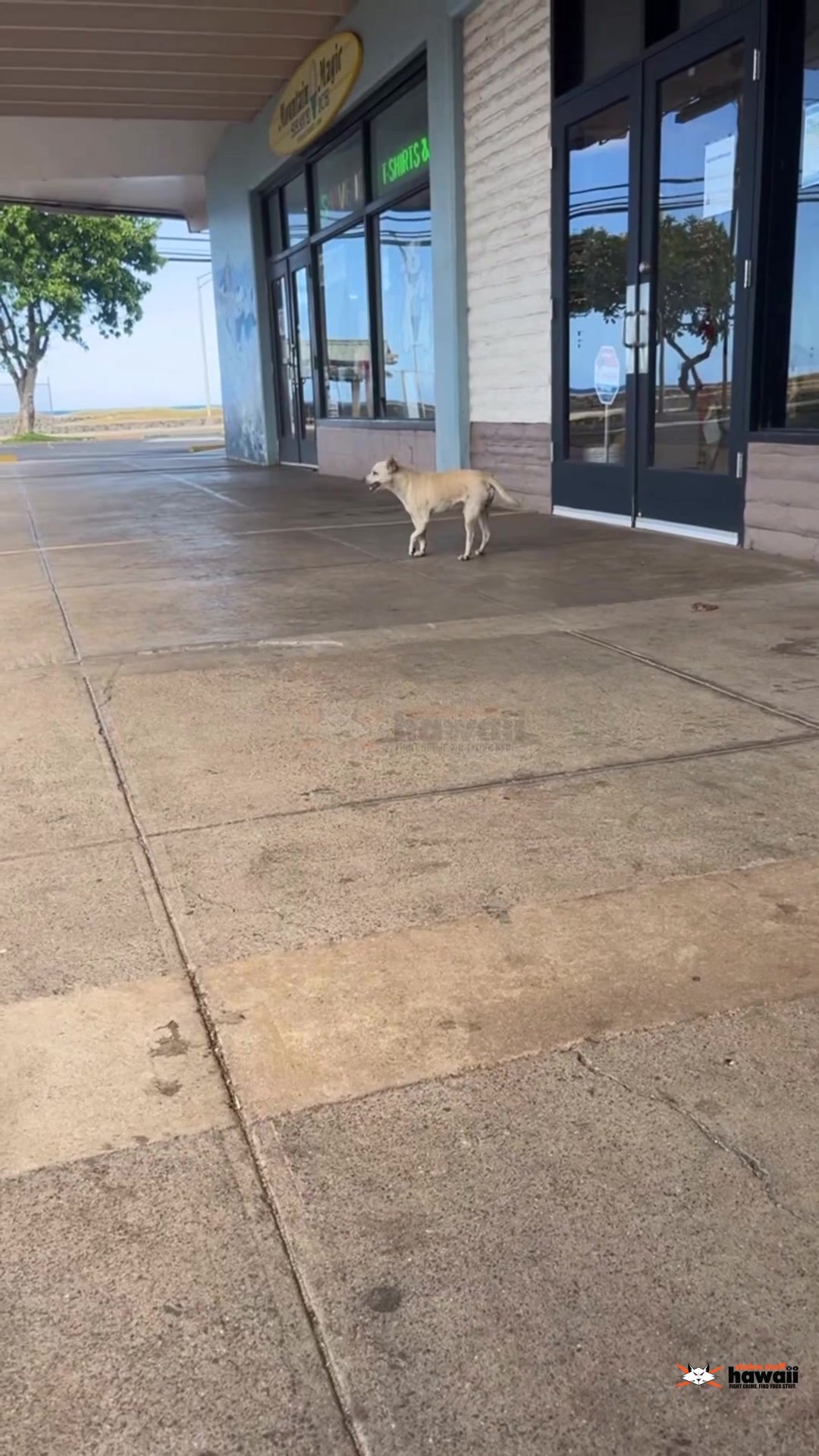 ANIMAL SIGHTING - Oahu | Stolen Stuff Hawaii