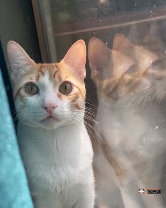 LOST PET - Oahu | SSH Search