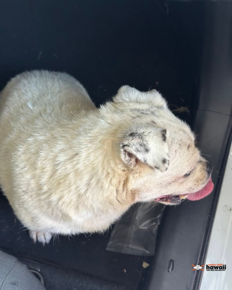 FOUND PET - Oahu | SSH Search