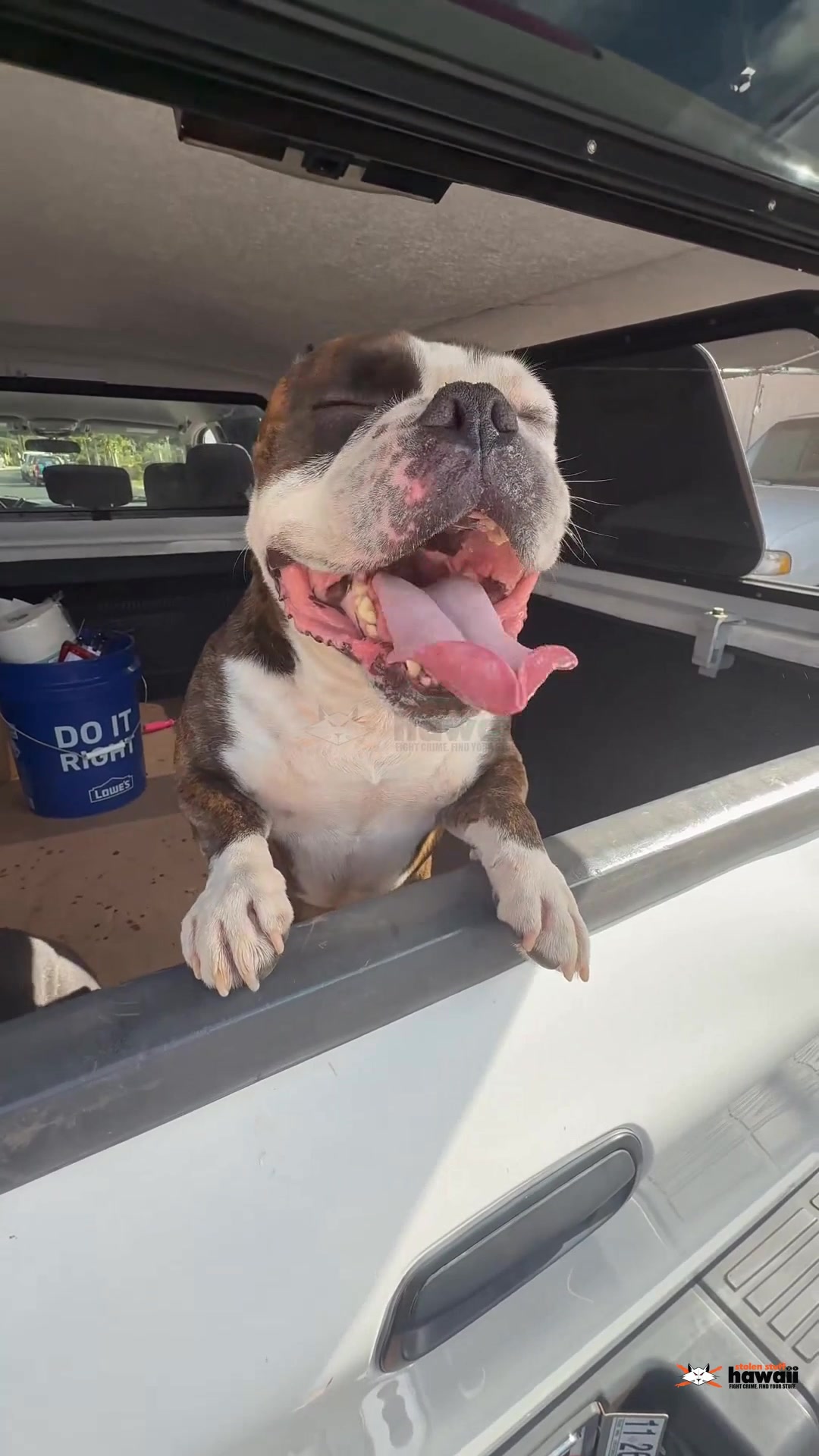 FOUND PET - Oahu | Stolen Stuff Hawaii