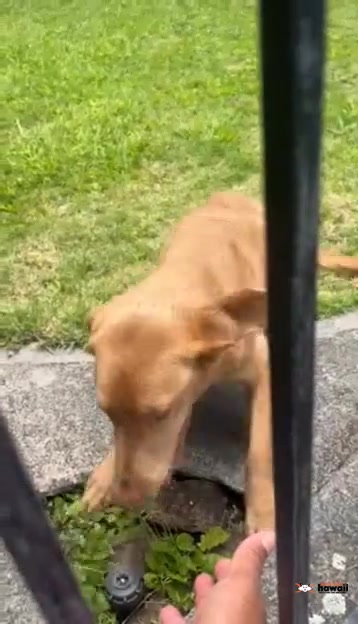 FOUND PET - Oahu | Stolen Stuff Hawaii