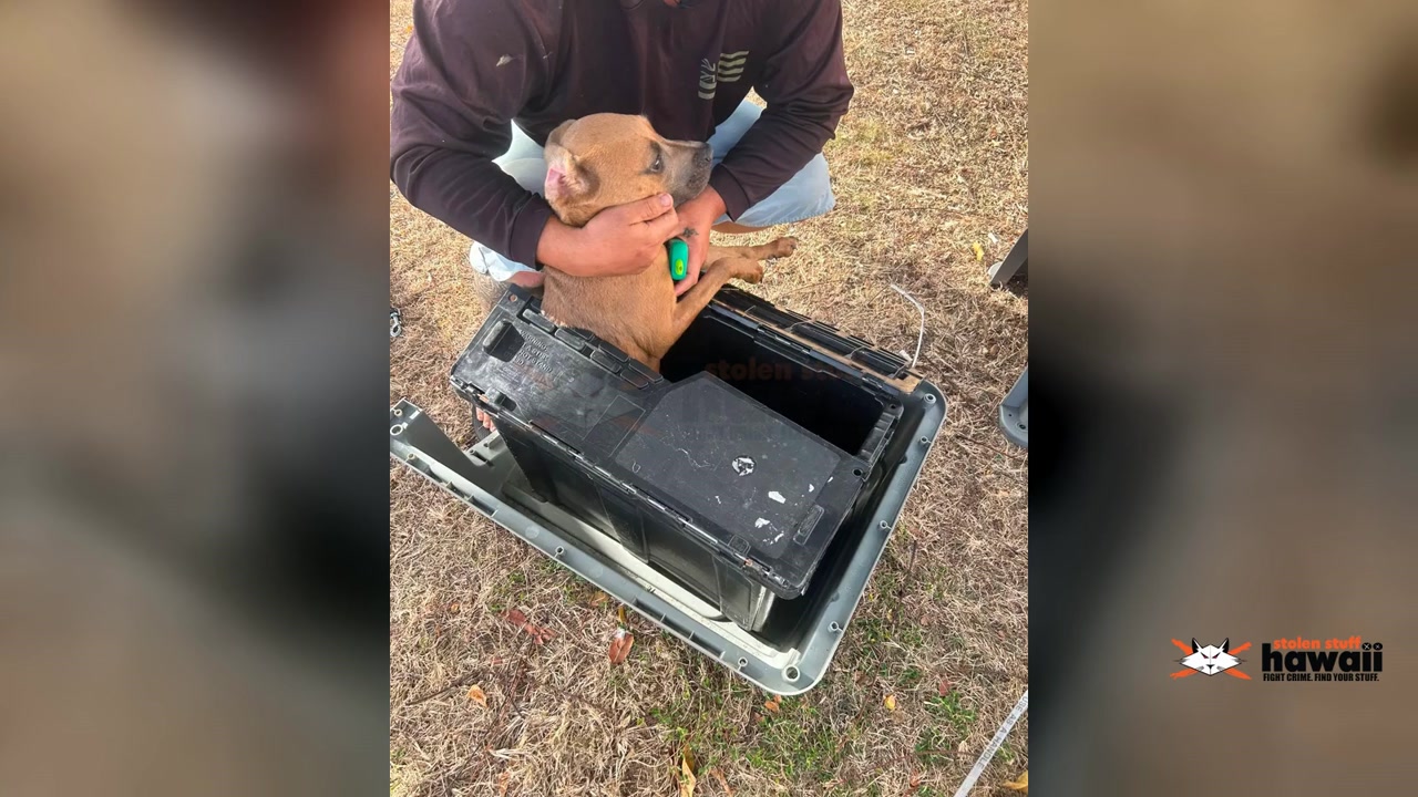 ANIMAL ABUSE - Oahu | Stolen Stuff Hawaii