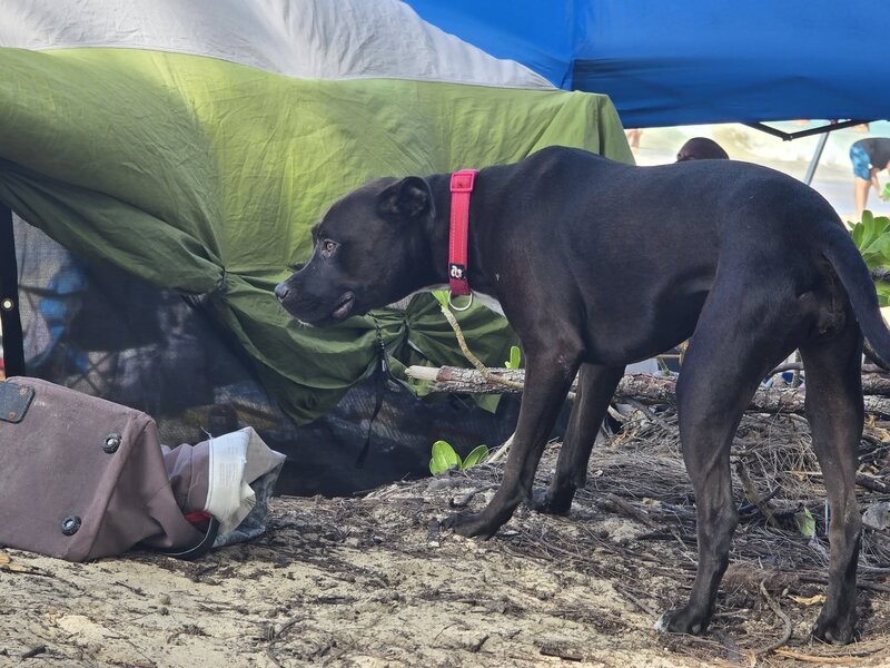 LOST PET - Oahu | SSH Search