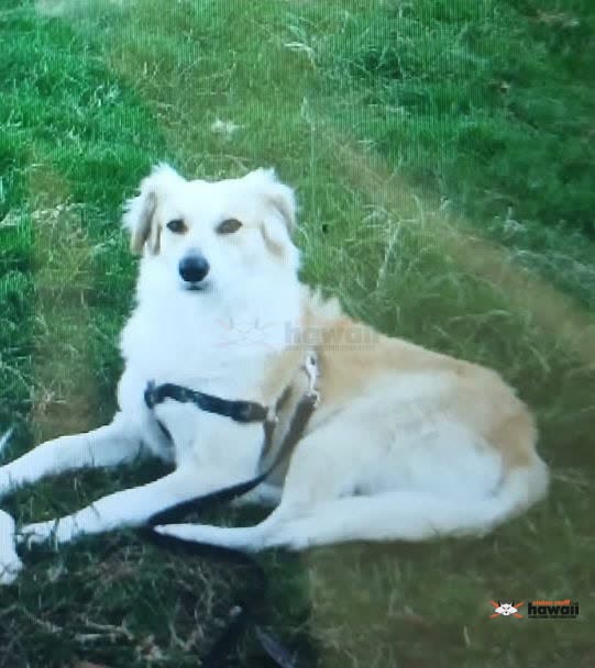 LOST PET - Oahu | SSH Search