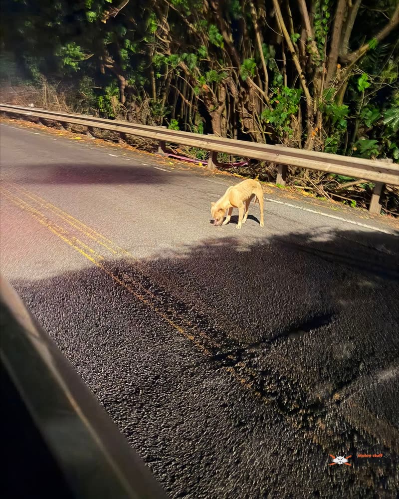 ANIMAL SIGHTING - Oahu | SSH Search