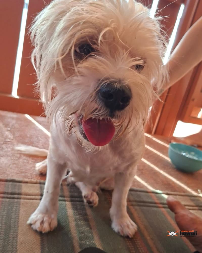 FOUND PET - Oahu | SSH Search