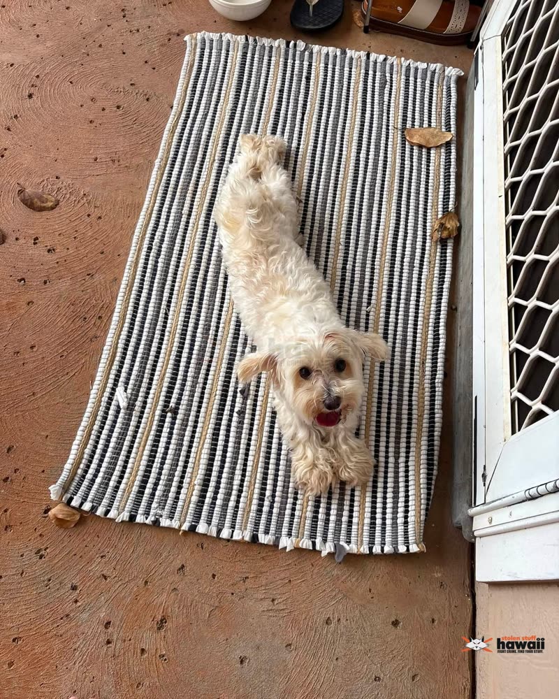 ANIMAL SIGHTING - Oahu | SSH Search