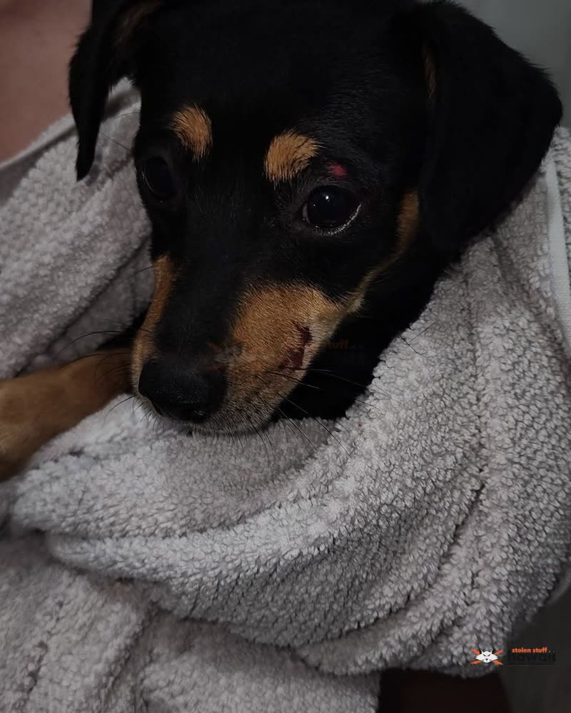 FOUND PET - Oahu | SSH Search