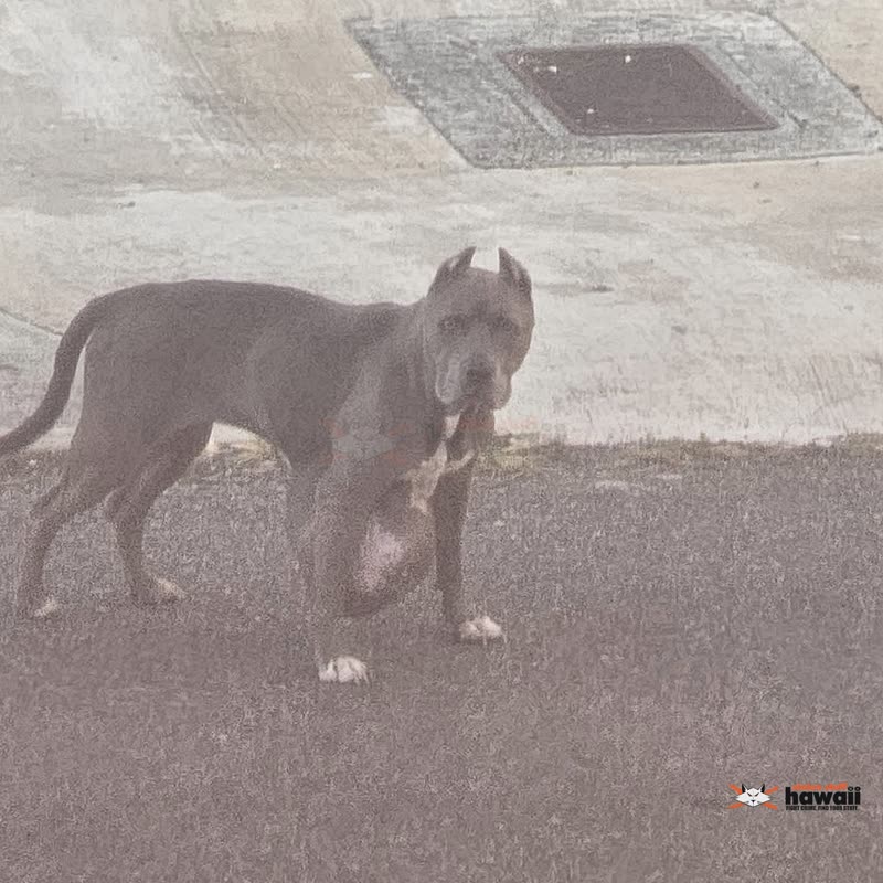 ANIMAL SIGHTING - Oahu | SSH Search