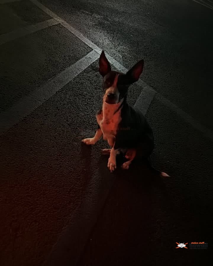 ANIMAL SIGHTING - Oahu | SSH Search