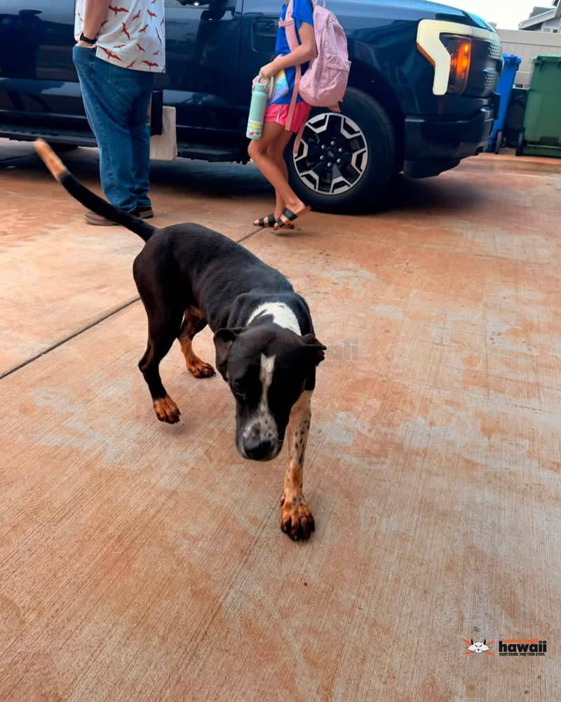 FOUND PET - Oahu | SSH Search