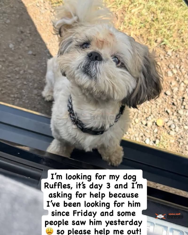 LOST PET - Oahu | SSH Search