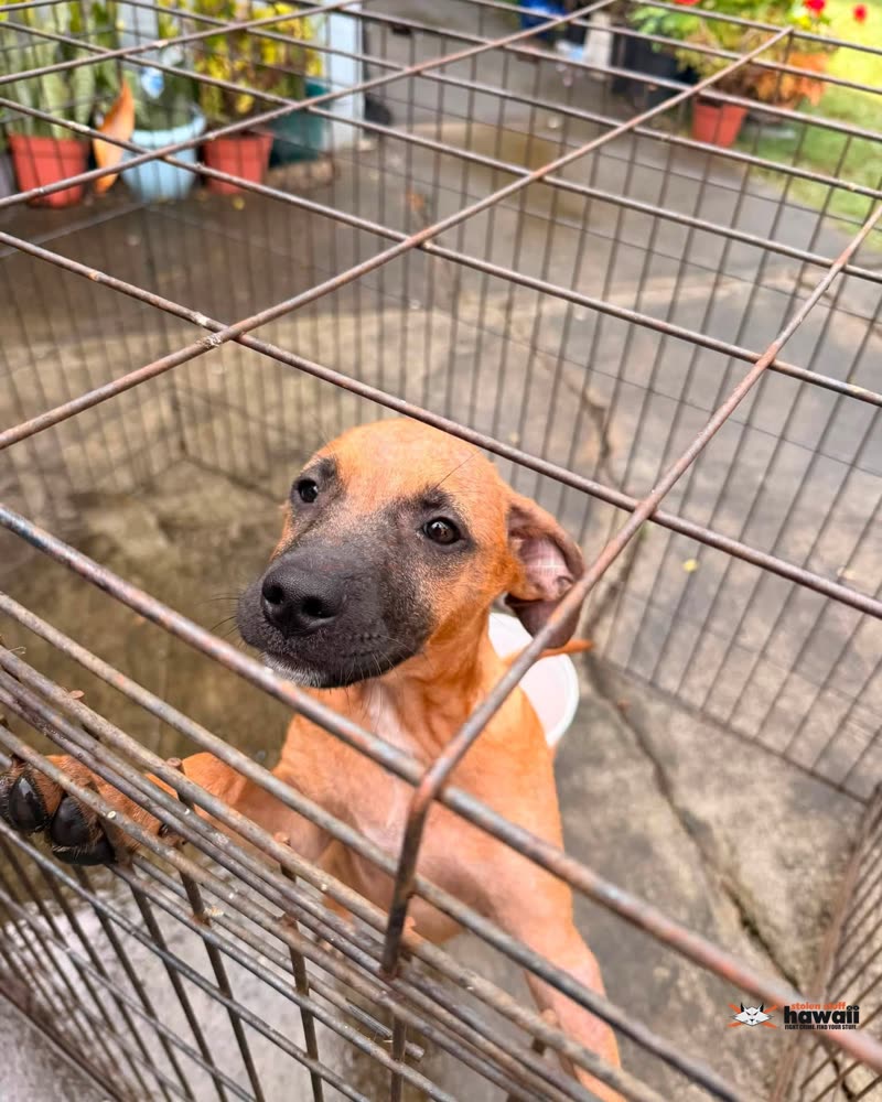 FOUND PET - Oahu | SSH Search