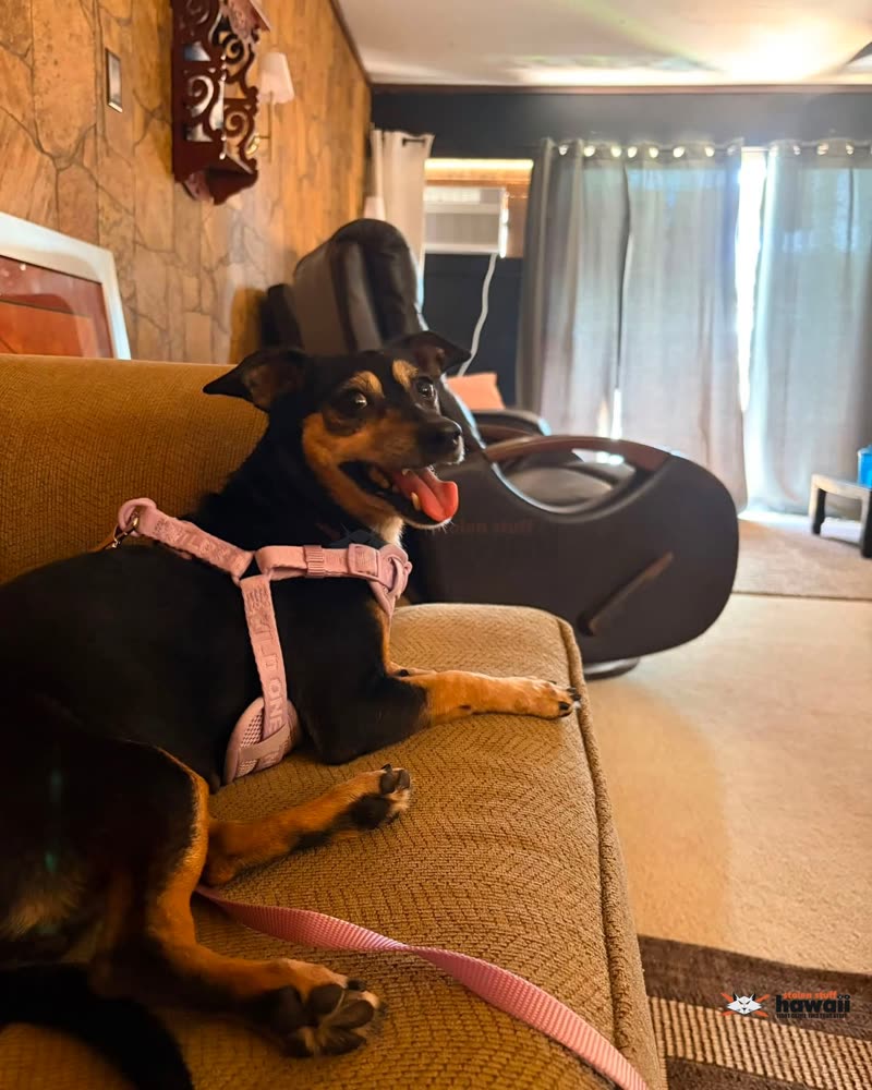LOST PET - Oahu | SSH Search