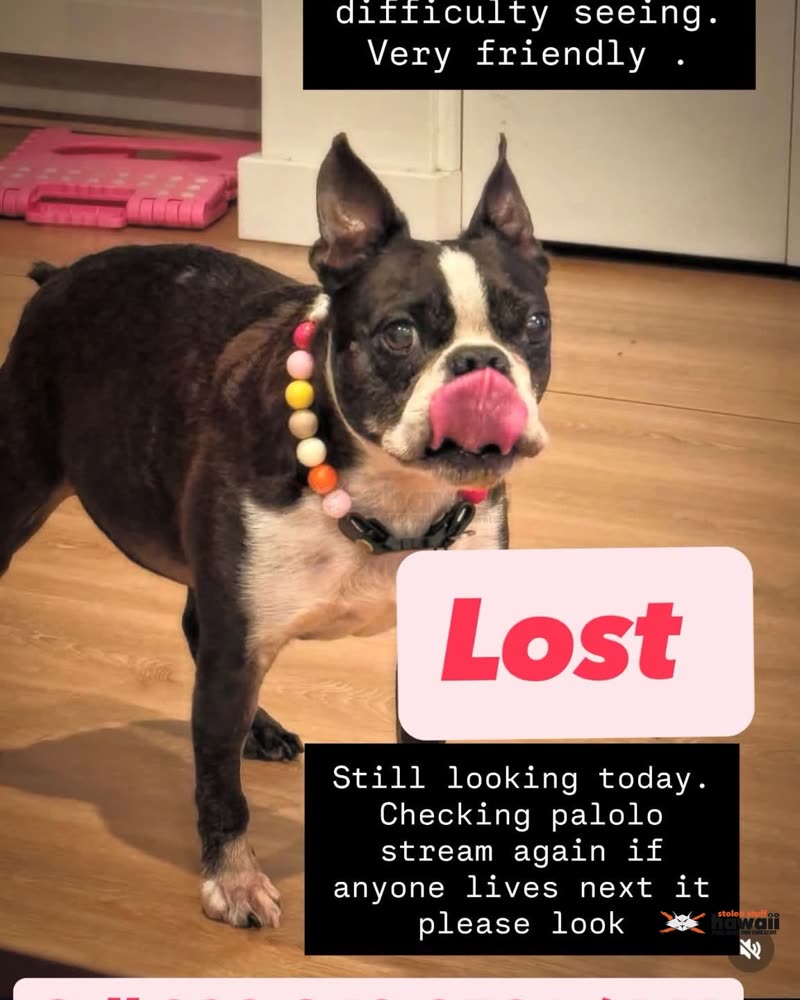 LOST PET - Oahu | SSH Search