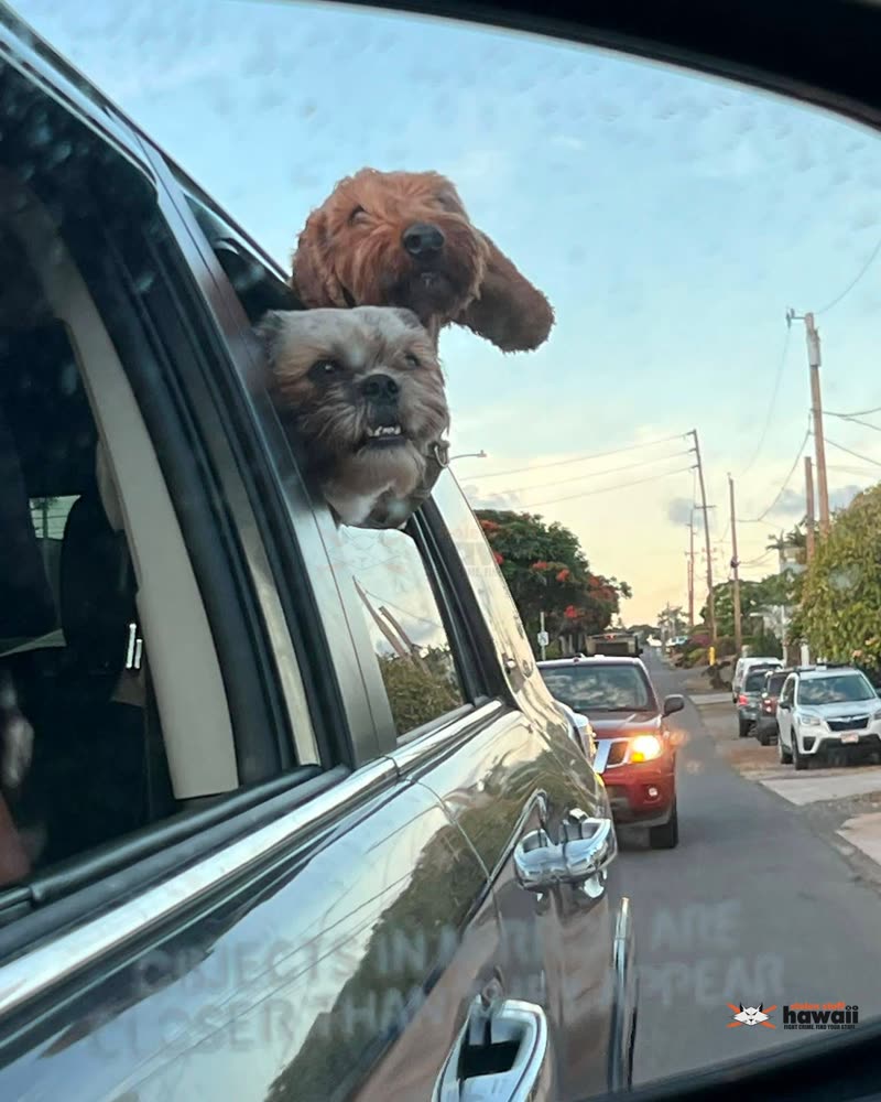 LOST PET - Oahu | SSH Search