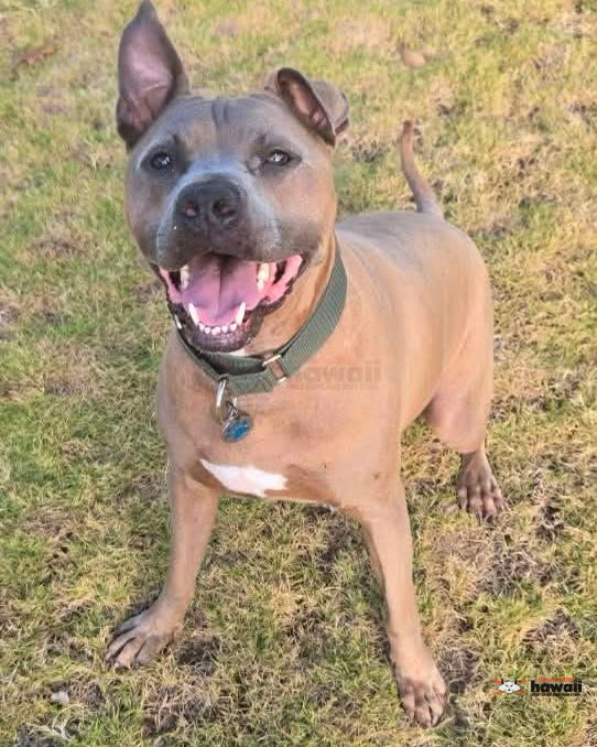 HELP NEEDED - Oahu | SSH Search