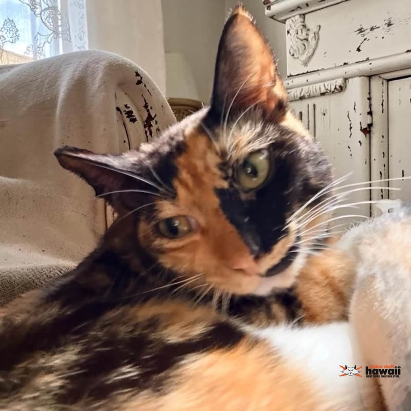 LOST PET - Oahu | SSH Search