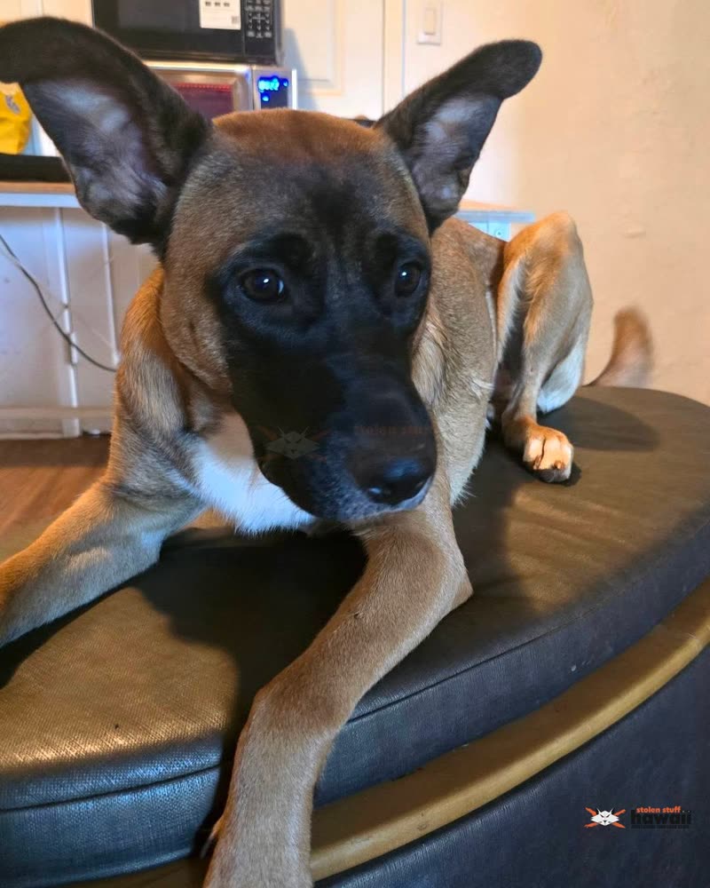 LOST PET - Oahu | SSH Search