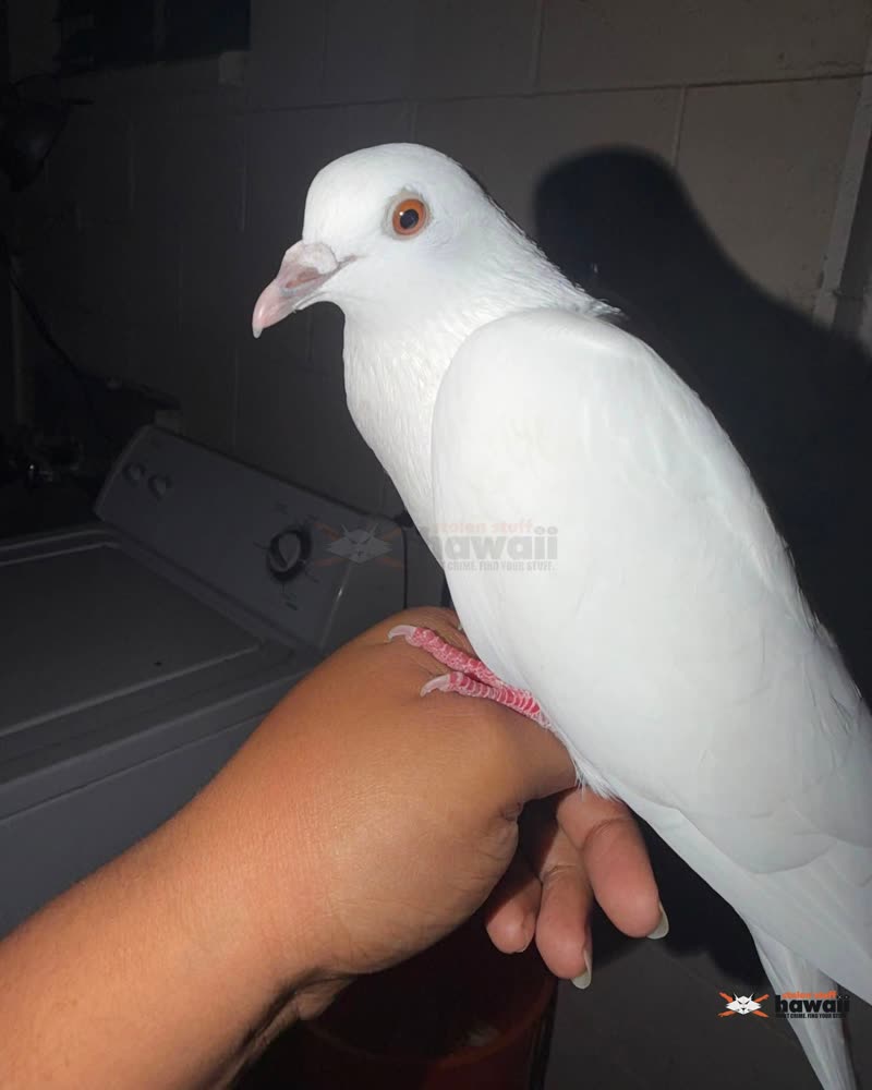 FOUND PET - Oahu | SSH Search