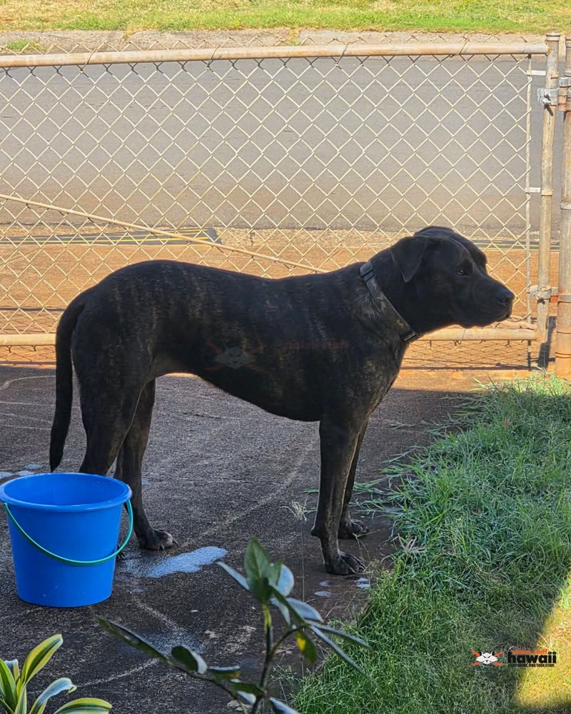 ANIMAL SIGHTING - Oahu | SSH Search