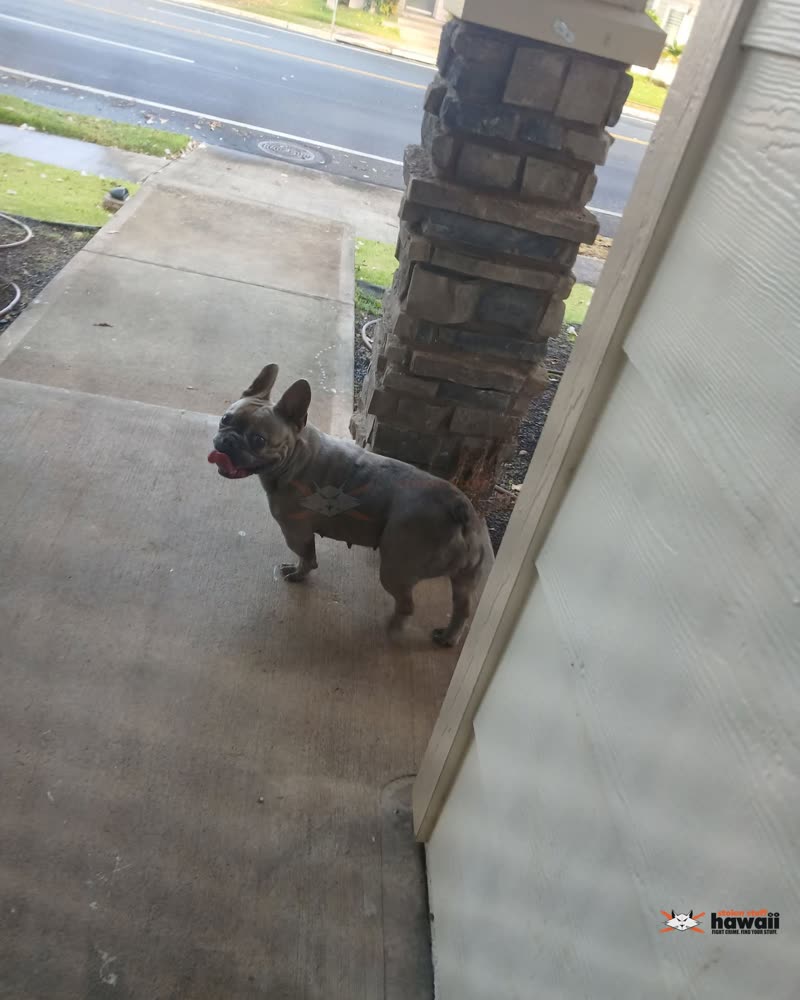 FOUND PET - Oahu | SSH Search