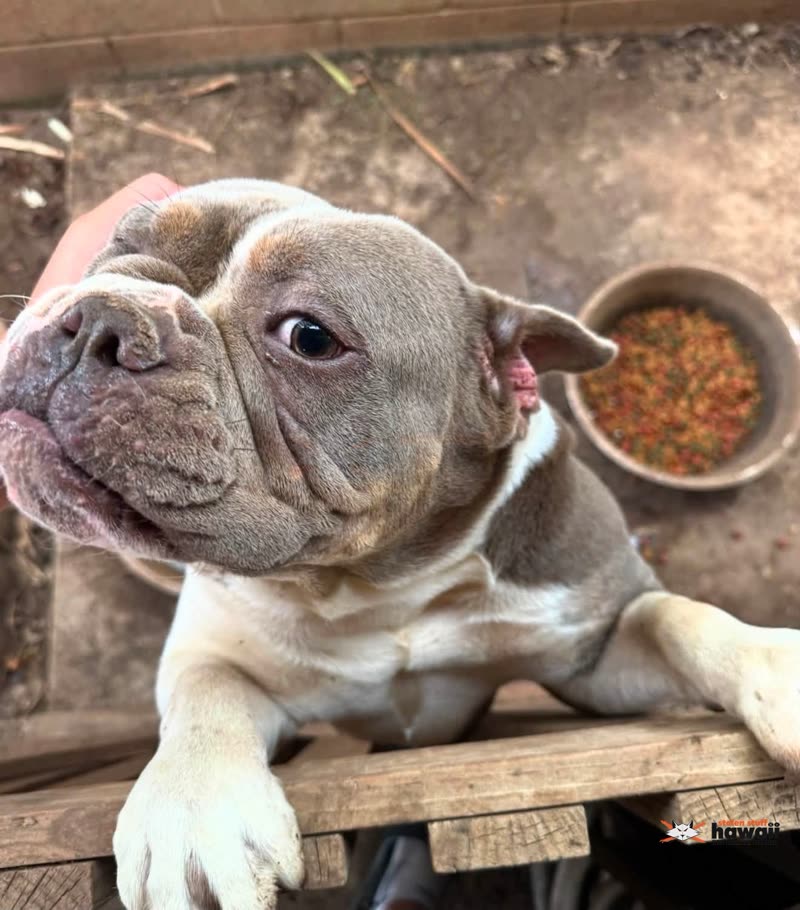 LOST PET - Oahu | SSH Search
