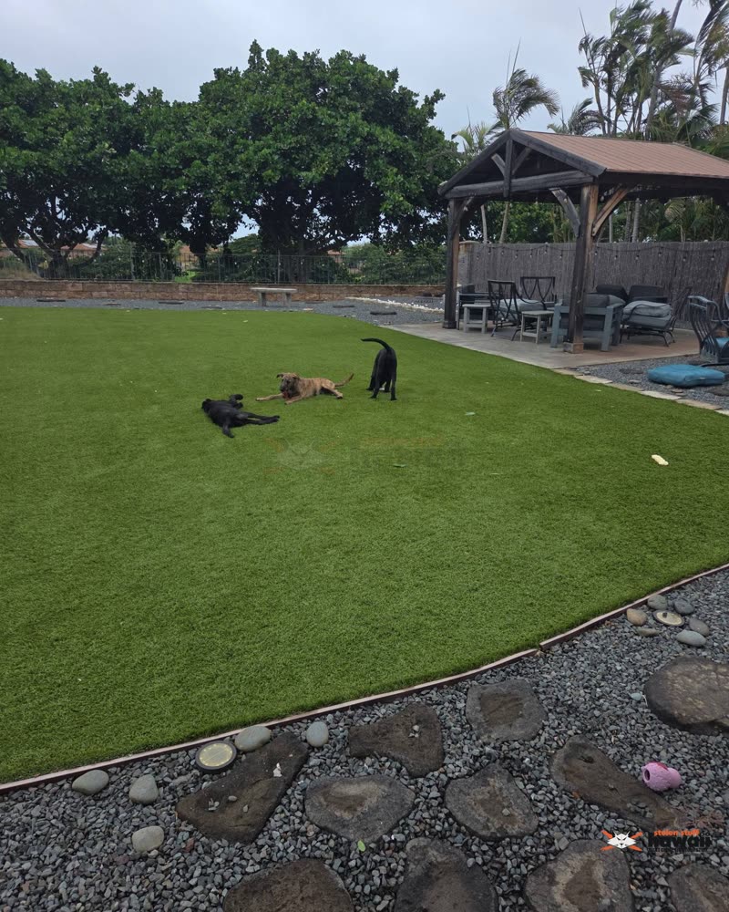 FOUND PET - Oahu | SSH Search