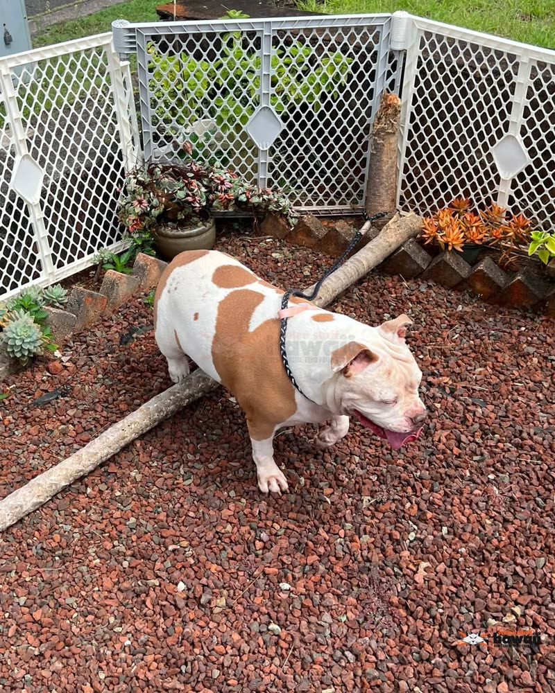 FOUND PET - Oahu | SSH Search