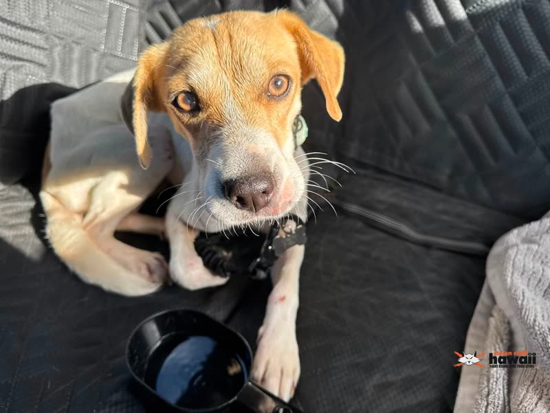 FOUND PET - Oahu | SSH Search