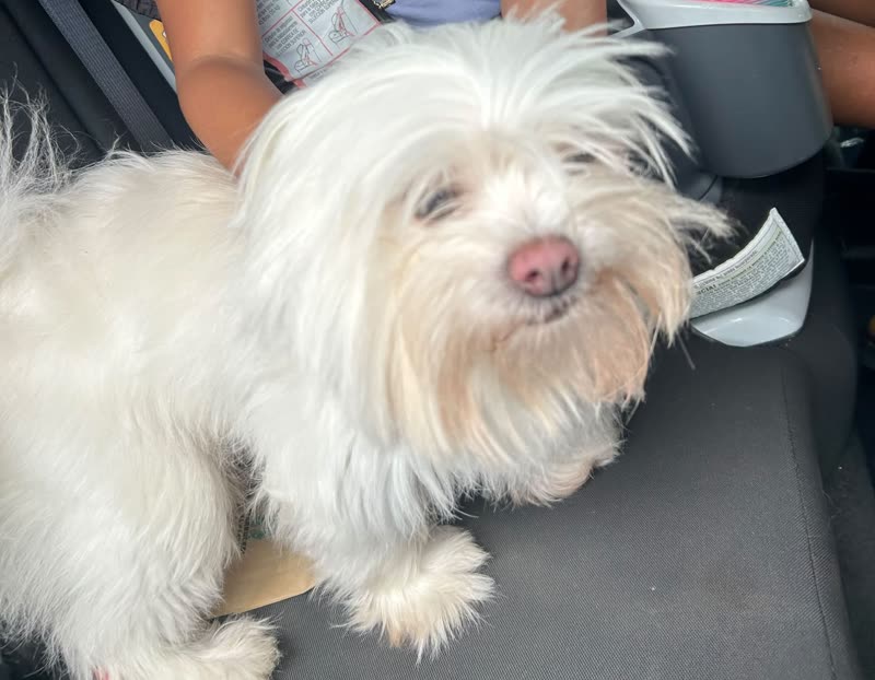 FOUND PET - Oahu | SSH Search