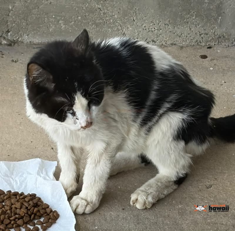 FOUND PET - Oahu | SSH Search