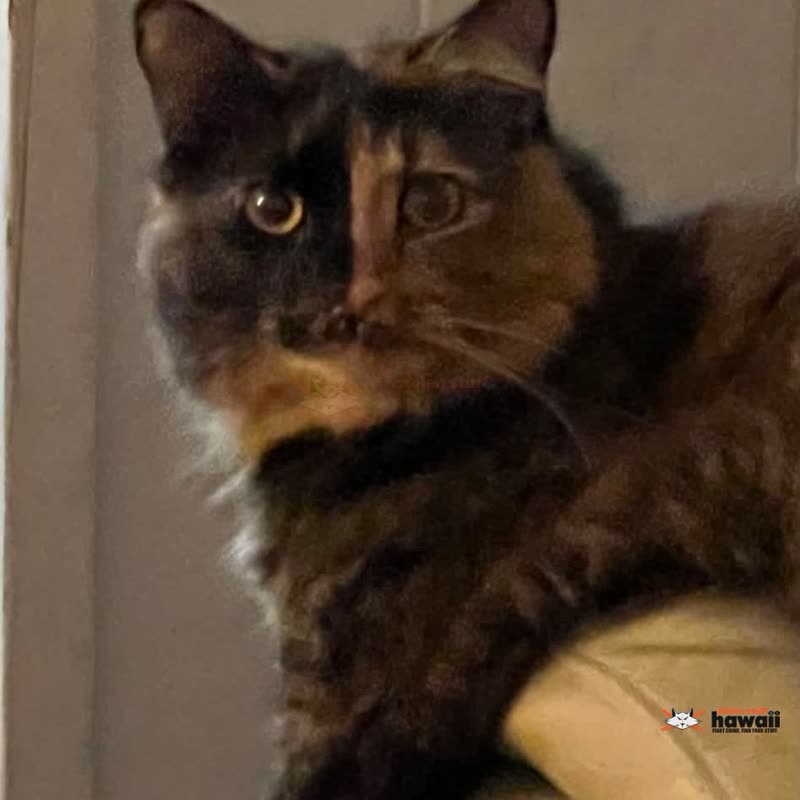 LOST PET - Kaimuki | SSH Search