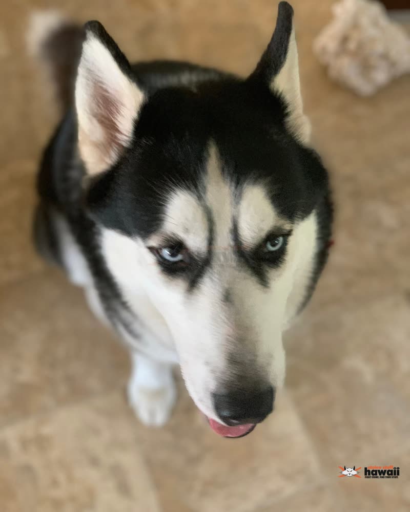 LOST PET - Oahu | SSH Search