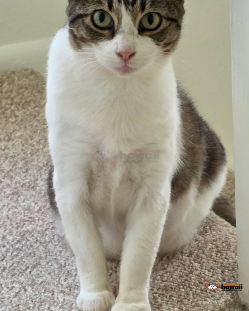 LOST PET - Oahu | SSH Search