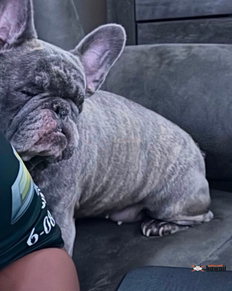 LOST PET - Oahu | SSH Search