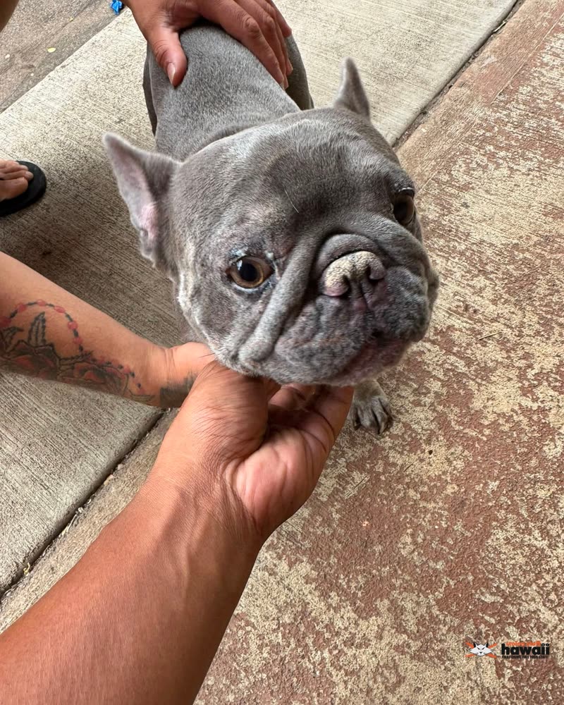 FOUND PET - Oahu | SSH Search