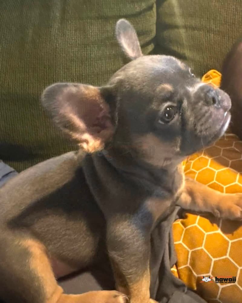LOST PET - Oahu | SSH Search