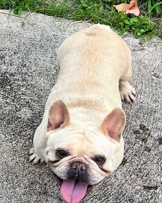 LOST PET - Makaha Area | SSH Search