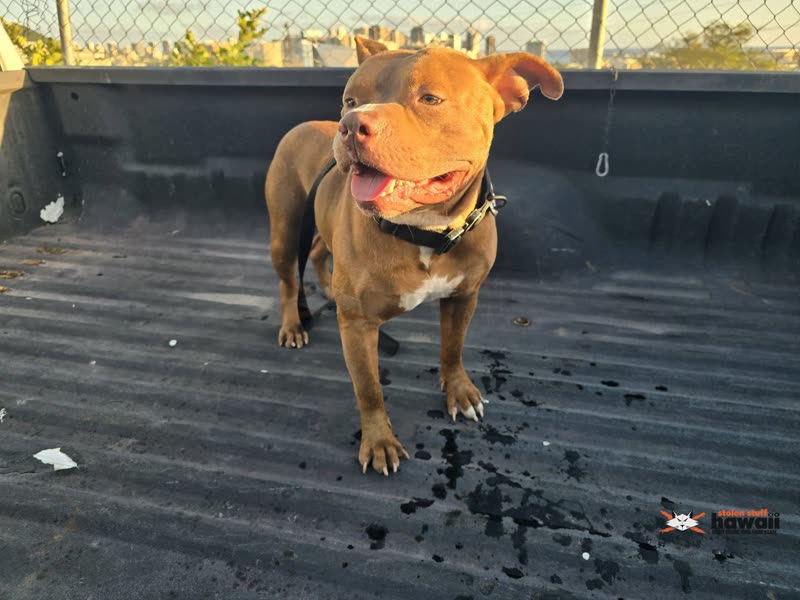FOUND PET - Honolulu | SSH Search