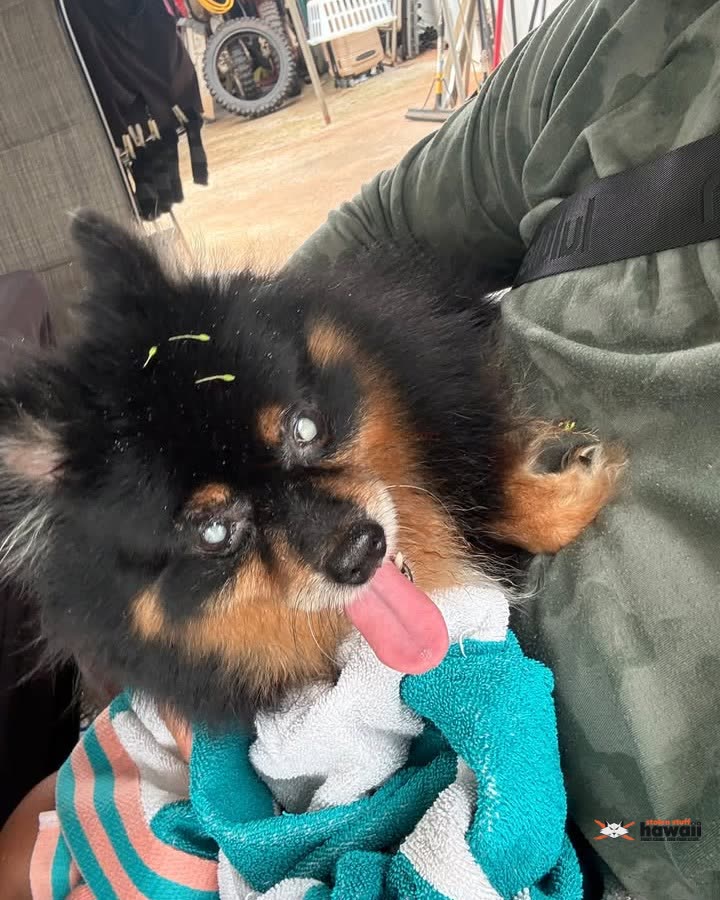 FOUND PET - Oahu | SSH Search