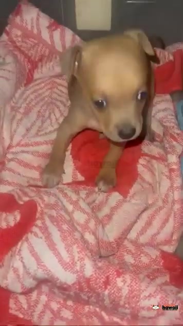 FOUND PET - Waipahu | SSH Search
