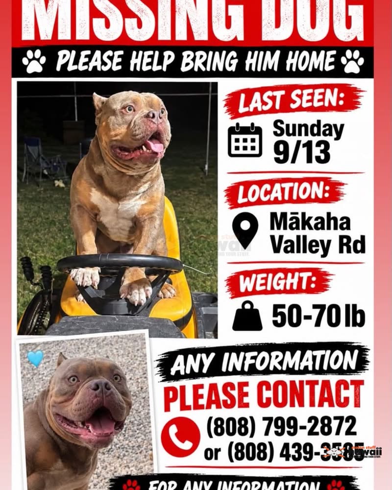 LOST PET - Makaha Valley Road | SSH Search