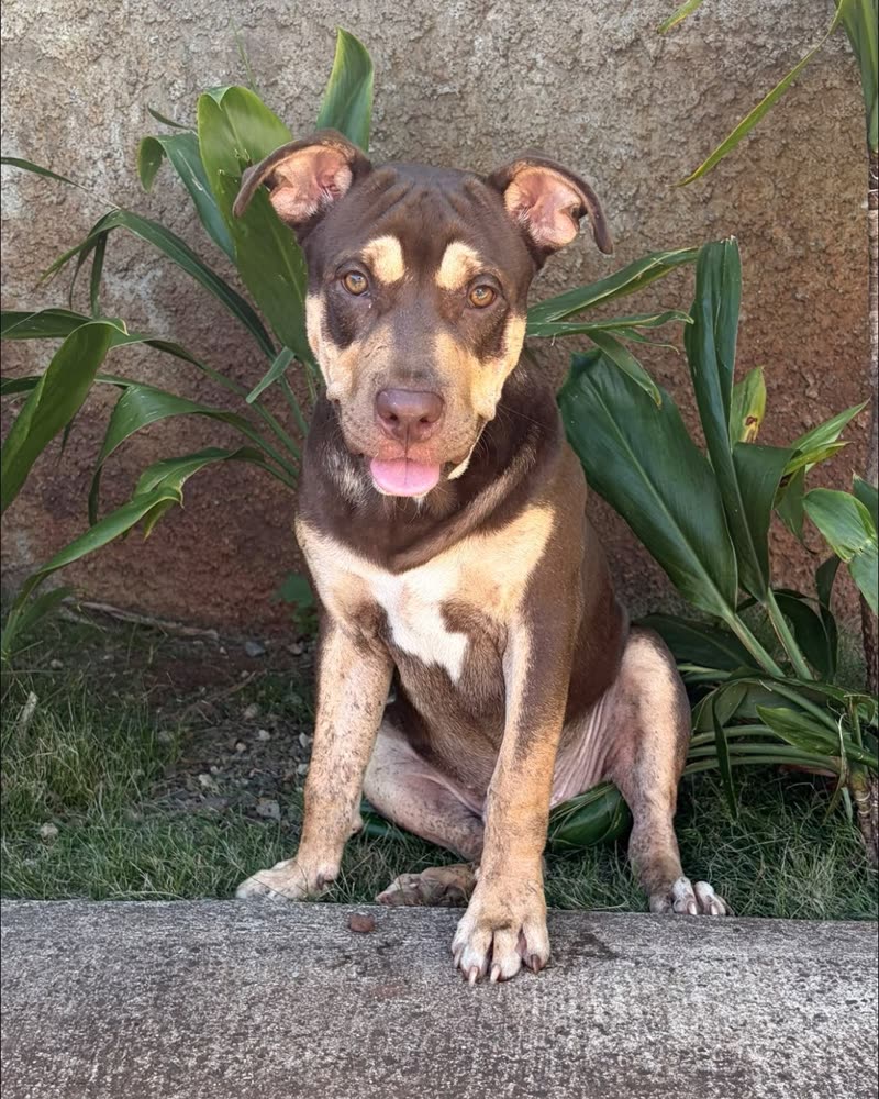 FOUND PET - Kalihi | SSH Search