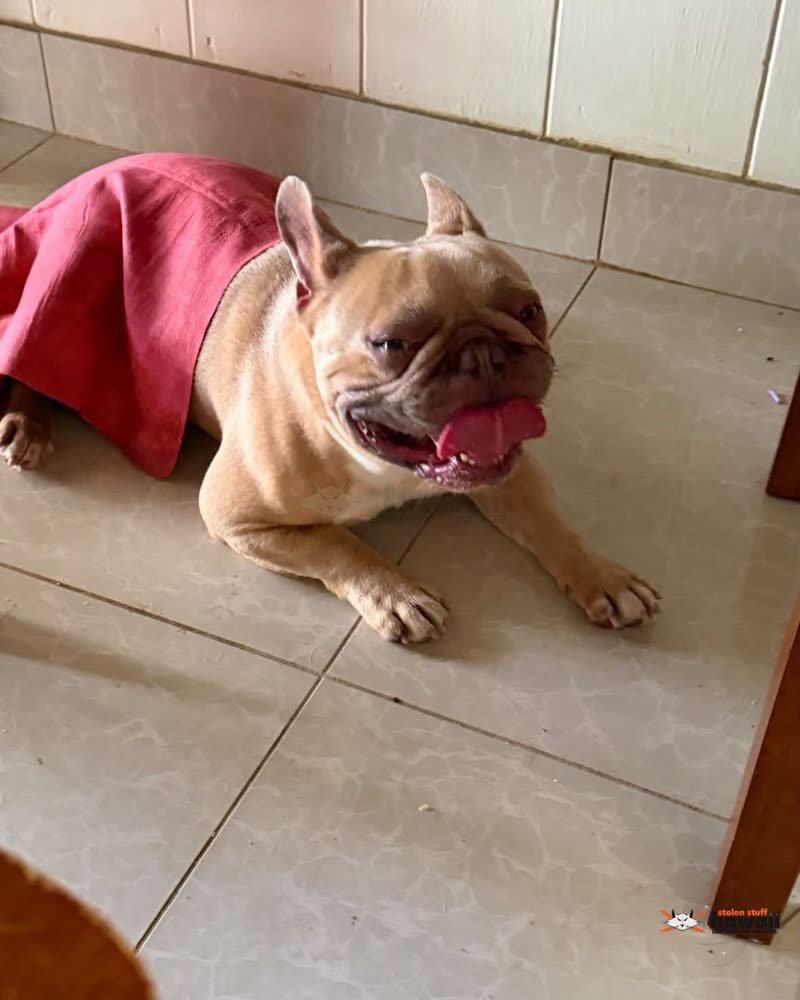 FOUND PET - Oahu | SSH Search