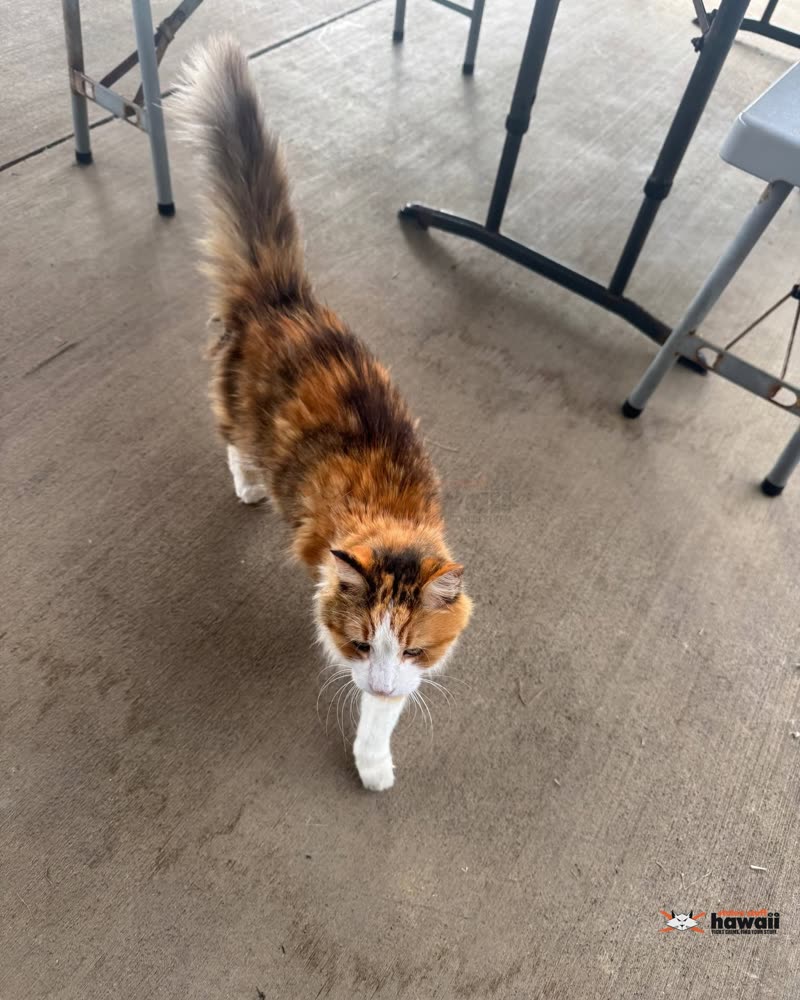 FOUND PET - Hawaii State Hospital, Kaneohe | SSH Search