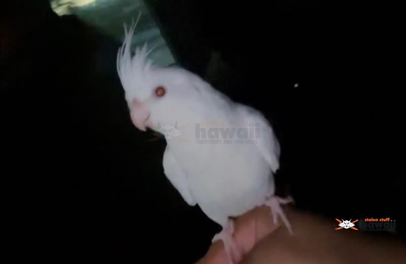 LOST PET - Nanakuli | SSH Search
