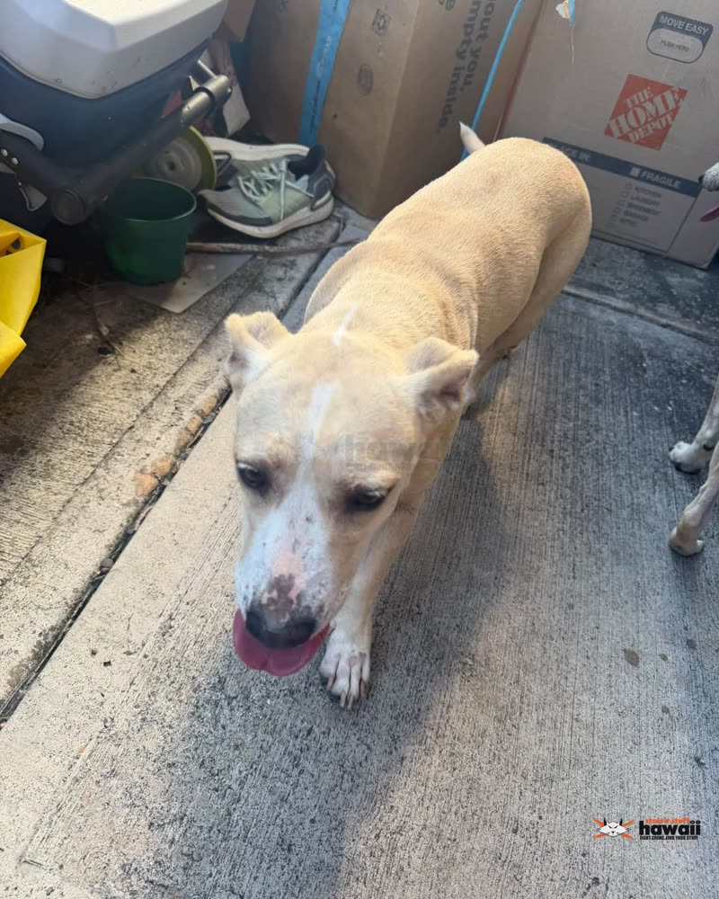 FOUND PET - Kapolei Walmart | SSH Search
