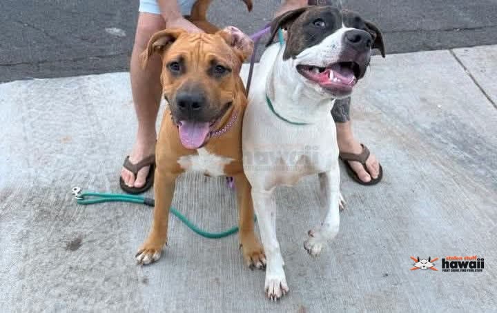 FOUND PET - Halawa Heights | SSH Search